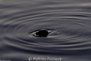 harbour seal emerging by Mathieu Foulquié 
